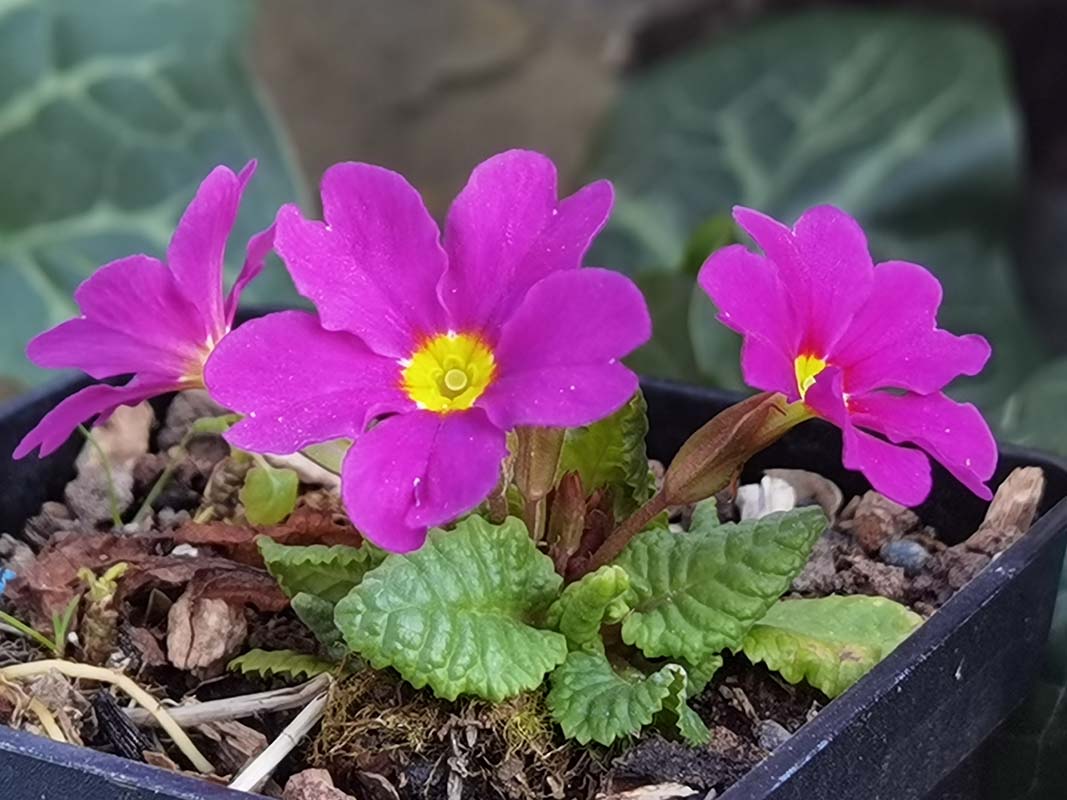 Primula x juliae (Vivalpi)